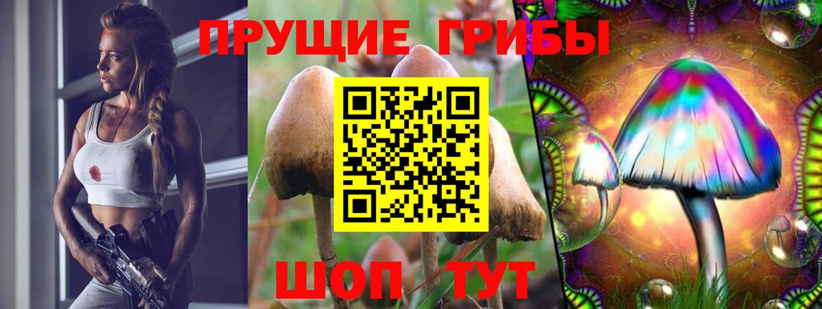 Кисловодск  где купить наркоту  Галлюциногенные грибы прущие грибы  Вход с VPN  Галлюциногенные грибы GOLDEN TEACHER 